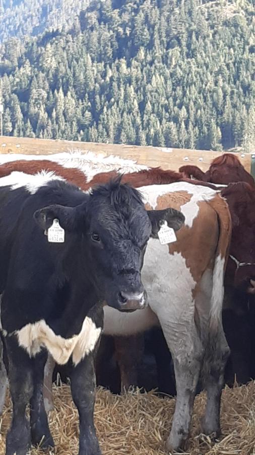 Wiesingbauer Saalfelden Dış mekan fotoğraf